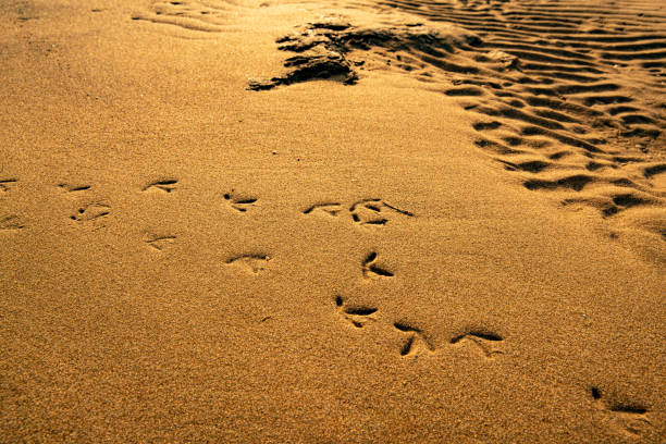 istock Bird footsteps on the beach. Beach animal trail. 1210929289