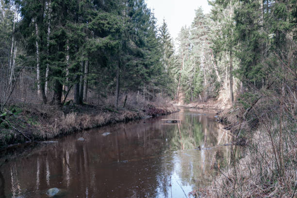 istock picturesque river in forest in autumn 1210929374