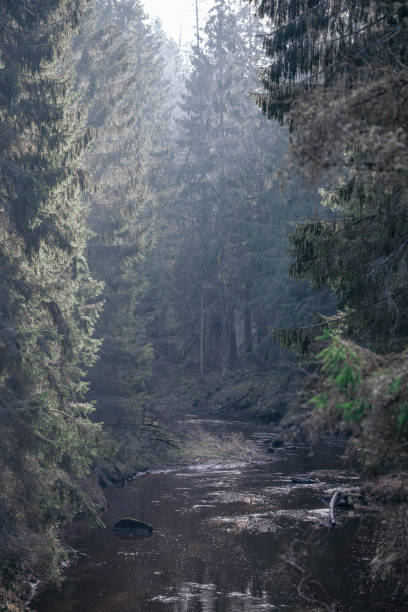 istock picturesque river in forest in autumn 1210929387