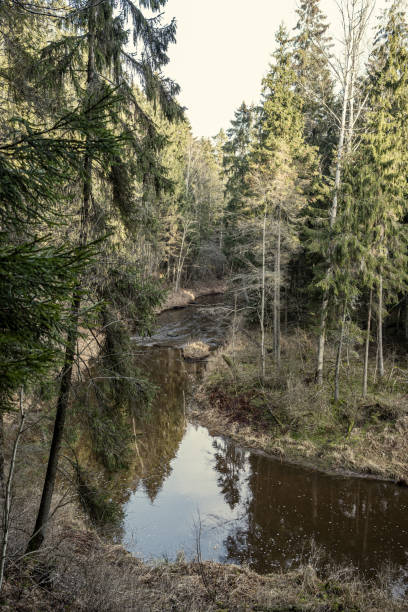 istock picturesque river in forest in autumn 1210929407