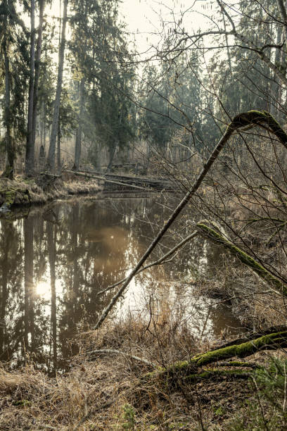 istock picturesque river in forest in autumn 1210929445