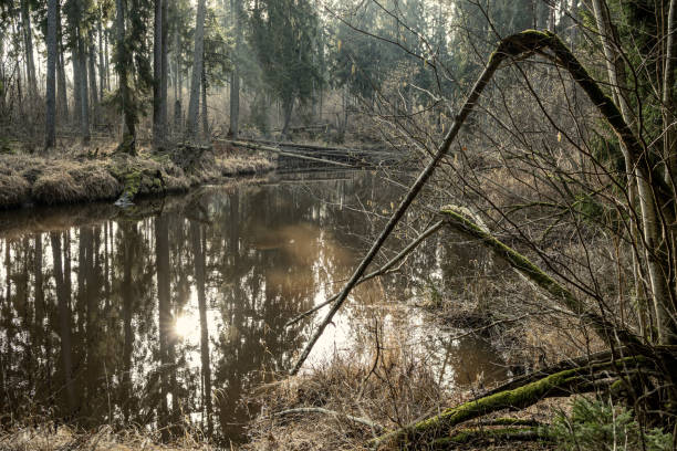 istock picturesque river in forest in autumn 1210929446