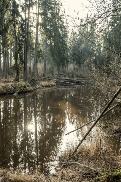 istock picturesque river in forest in autumn 1210929450
