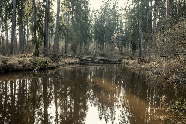 istock picturesque river in forest in autumn 1210929454