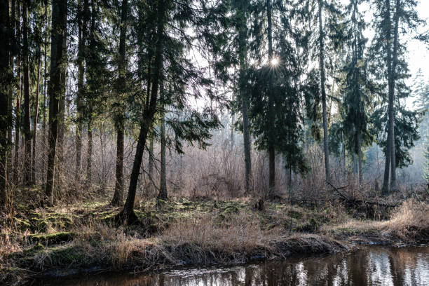 istock picturesque river in forest in autumn 1210929479