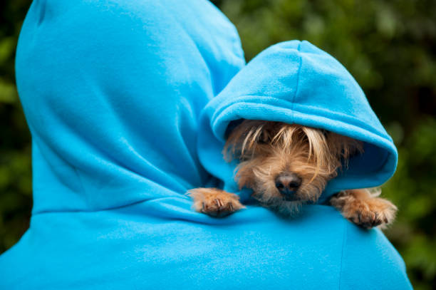 istock Cute Dog Blue Hoody Owner Shoulder 1210930438