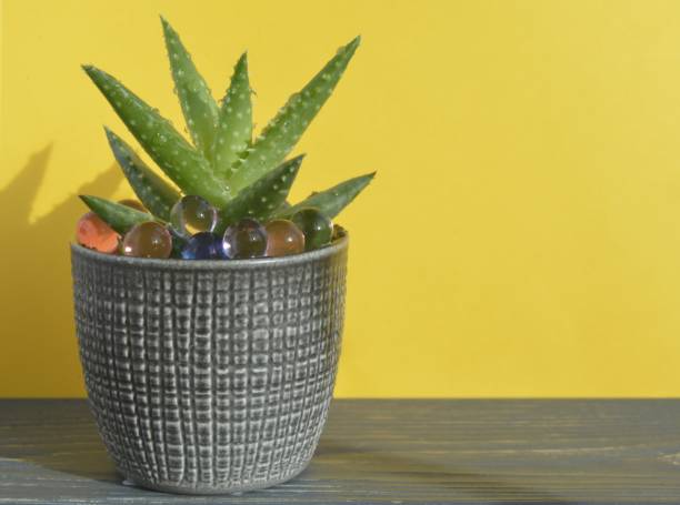 aloe flower in flower pots on a yellow background with space for text