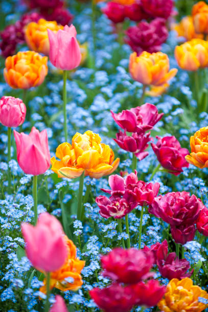 istock Colorful Tulips Spring Garden 1210930656