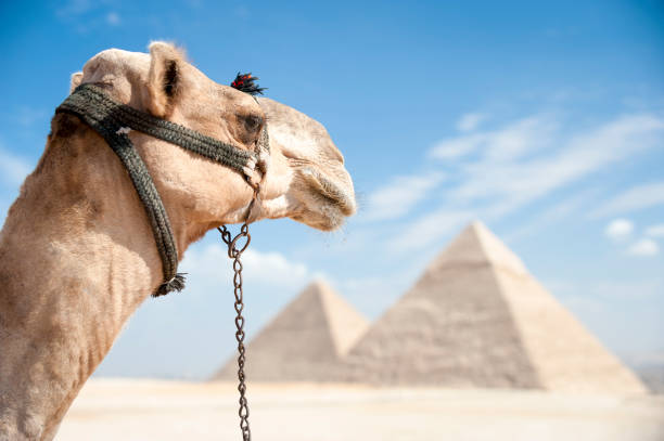 White Camel at Giza Pyramids Egypt Elegant profile of white camel looking out over the great pyramids of Giza, Egypt pyramid giza pyramids close up egypt stock pictures, royalty-free photos & images