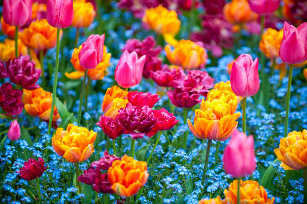 istock Colorful Tulips Spring Garden 1210930701