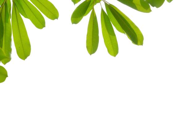istock Devil tree leaves with branches and day light on white isolated background for green foliage backdrop 1210931297