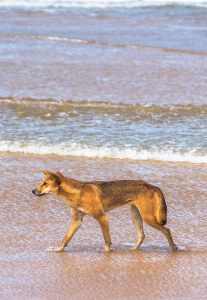 istock Dingo on seventy five mile beach 1210931451