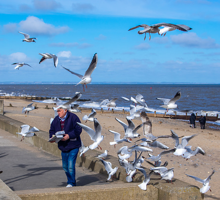 Hornsea, East Riding of Yorkshire, UK - March 05, 2020 - A man with fish and chips is mobbed by a flock seagulls on the beach front.