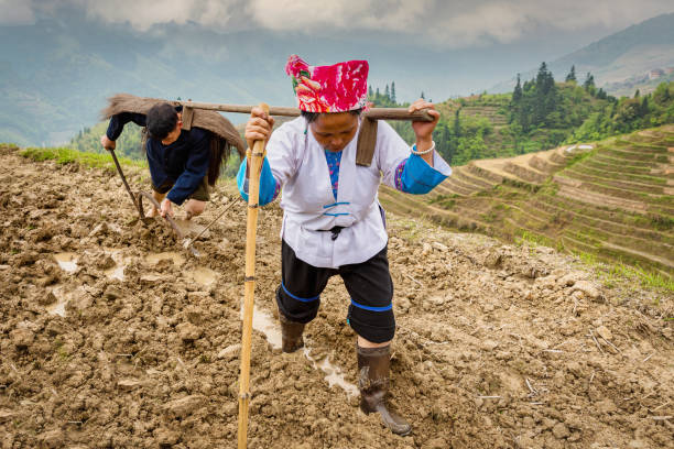 rice farmer couple labourer ensemble riz paddy longsheng chine - 2997 photos et images de collection