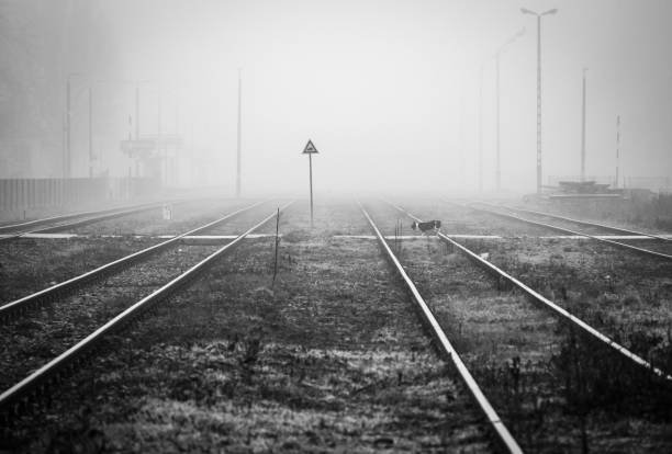 Alone dog is crossong railway pedestrian cross at railway junction in foggy morning - monochrome image