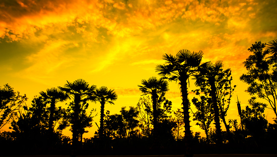 Colorful sky sunset background and palm trees