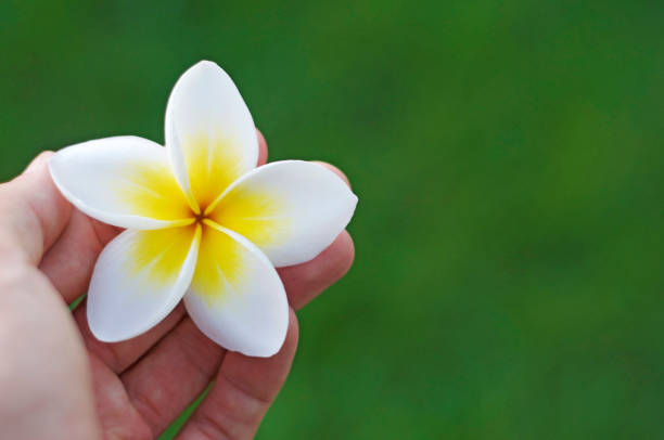Close up picture of a hand holding a white and yellow frangipani flower (also known as plumeria) in front of a green grass background