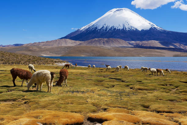 istock Alpacas graze in Lauca National park near Putre, Chile. 1210936595