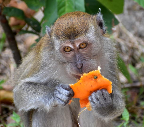 istock Macaque monkey eating an orange in a park 1210937115