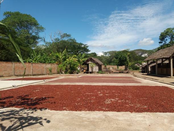 cacao de madagascar - cocoa chocolate ground broad bean fotografías e imágenes de stock