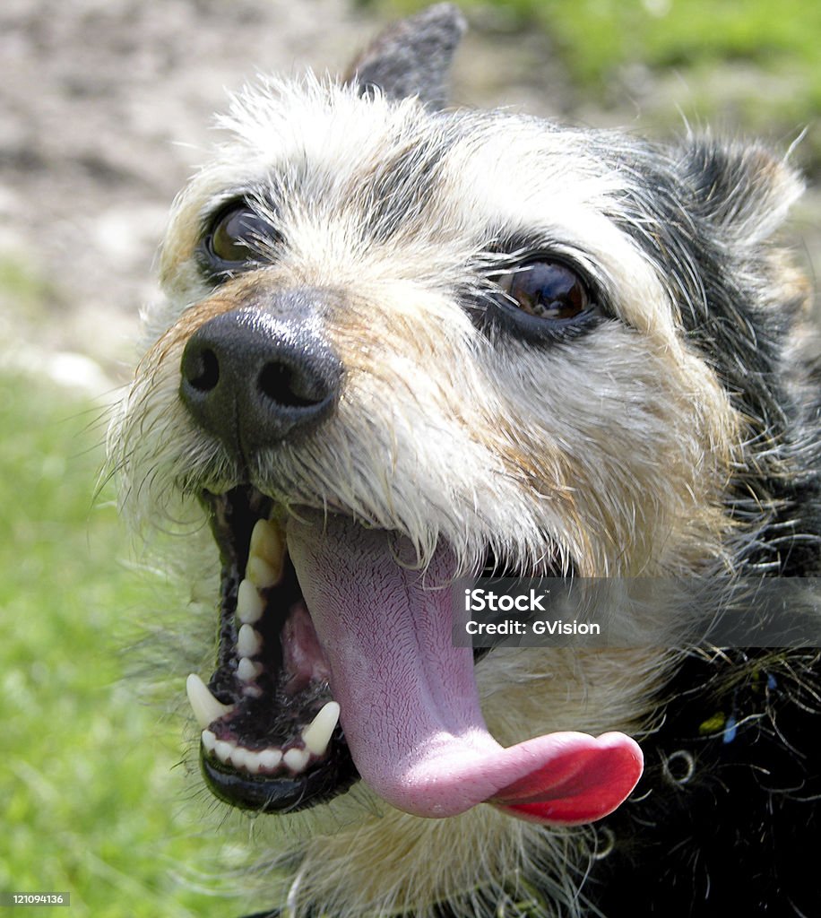 Испытывающий жажду собака - Стоковые фото В экстазе роялти-фри