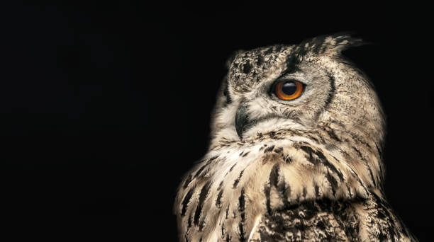 istock Panoramic photo of a horned owl in a half profile 1210941625