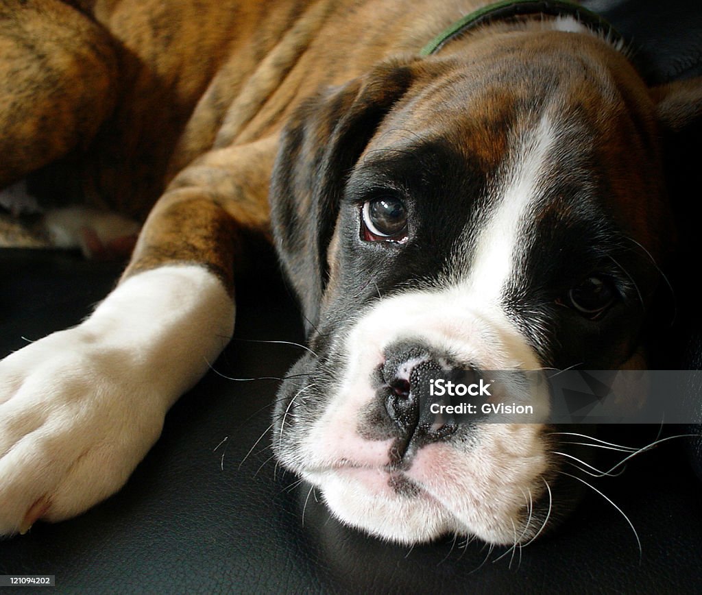 Boxer puppy appearing to be sad Cute boxer puppy looking at the camera Abandoned Stock Photo