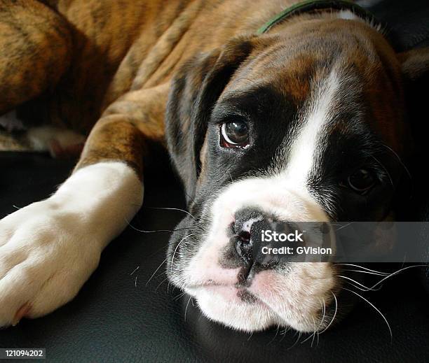 Boxer Puppy Appearing To Be Sad Stock Photo - Download Image Now - Abandoned, Animal, Boxer - Dog
