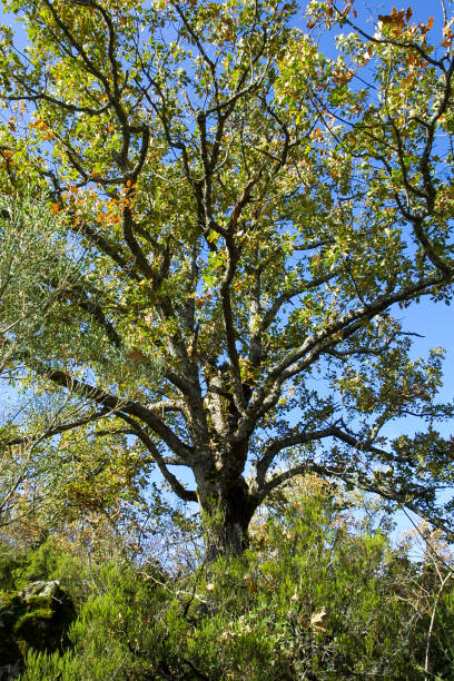 istock Natural park of Hayedo de Montejo. 1210942082