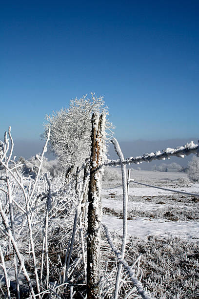 Frozen Winter Fence stock photo