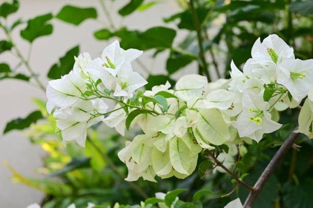 istock White bougainvillea - Pure White flower 1210942869