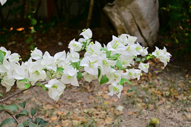 istock White bougainvillea - Pure White flower 1210942891