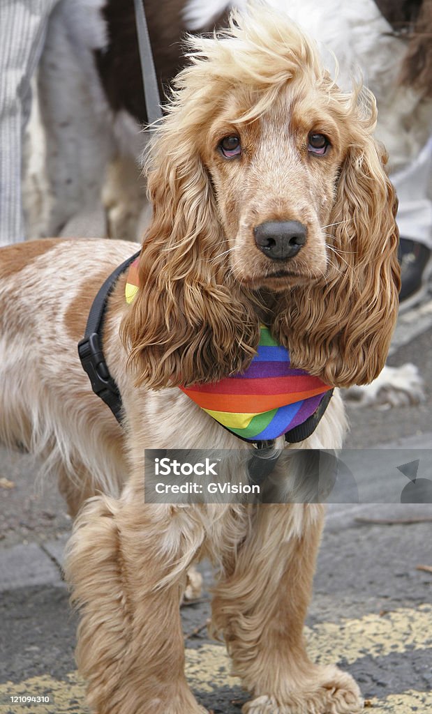 誇るスパニエル犬 - LGBTQIAプライドイベントのロイヤリティフリーストックフォト