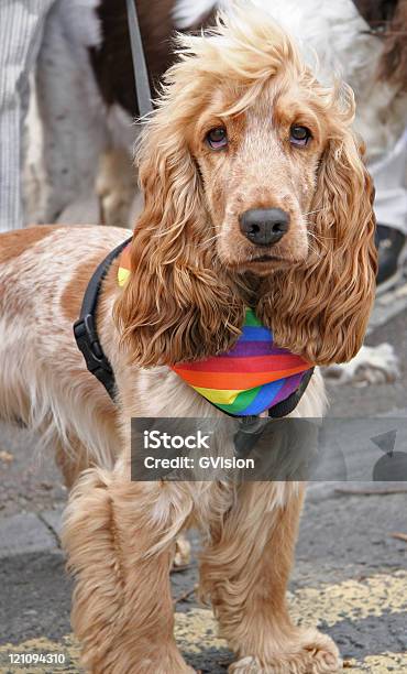 誇るスパニエル犬 - LGBTQIAプライドイベントのストックフォトや画像を多数ご用意 - LGBTQIAプライドイベント, LGBTQIの権利, カラフル