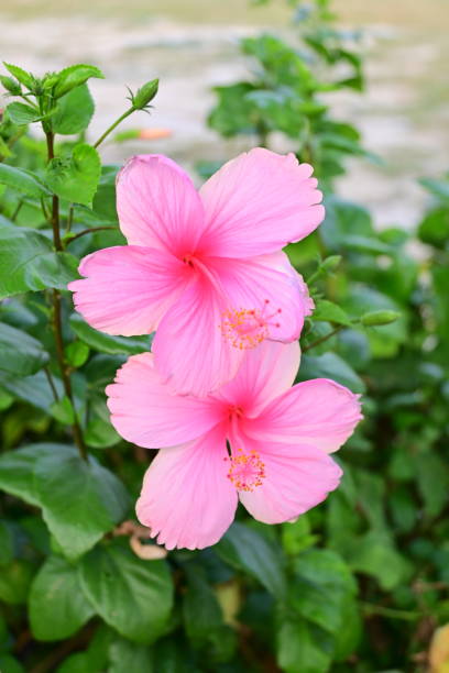 istock Pink Hibiscus or Rose Mallow Flower 1210943484