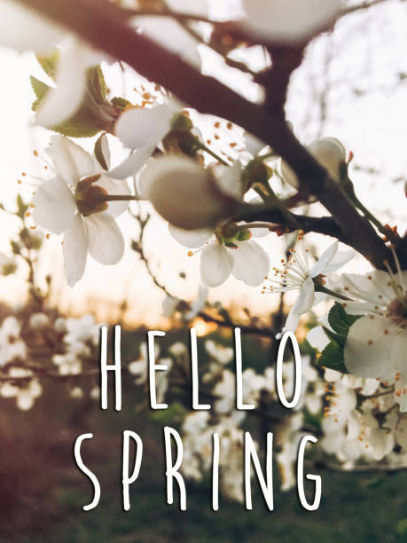 istock hello spring text sign on beautiful blooming blossoms in sunset light in evening park. tender cherry flowers on branches in springtime in sun rays 1210943538