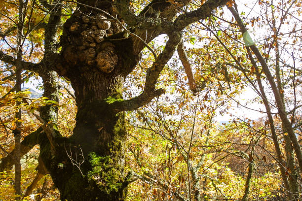 Natural park of Hayedo de Montejo. Beech forest, located on the slopes of the Ayllon mountain range, belonging to the municipality of Montejo de la Sierra, Madrid, Spain.