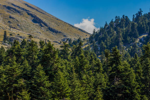 istock mountain forest local nature landscape highland district with pine trees on stone rocks 1210943688
