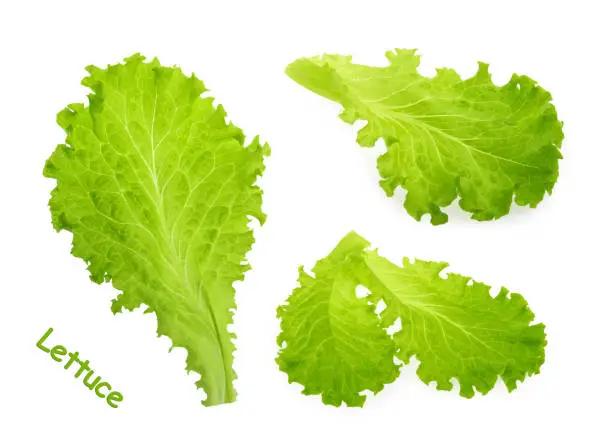 Photo of Green lettuce leaves isolated on white background