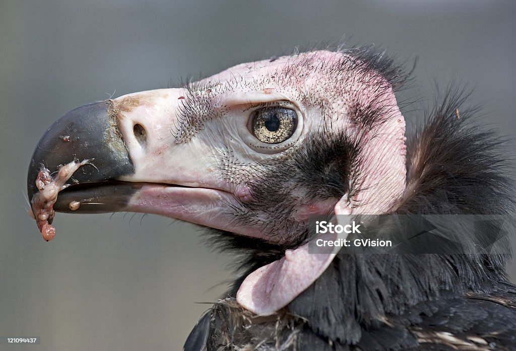 Buitre retrato - Foto de stock de Buitre libre de derechos