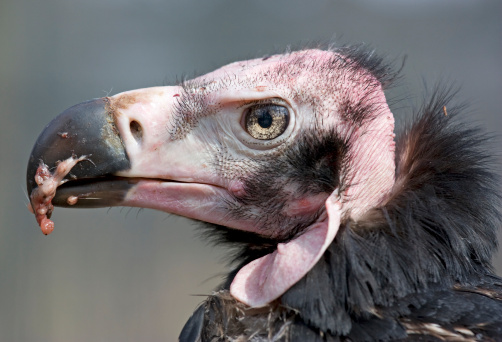 Red-headed Vulture (Sarcogyps calvus), also known as the Asian King Vulture, Indian Black Vulture or Pondicherry Vulture, an Old World vulture from South Asia.