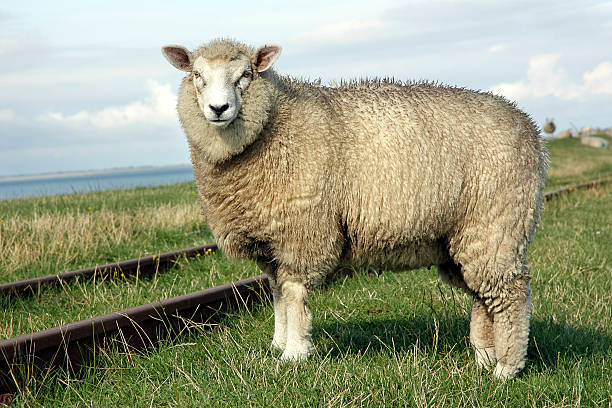 Wool Sheep stock photo