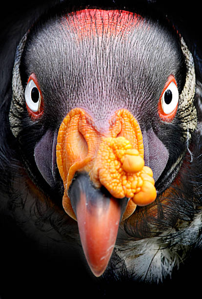 King Vulture stock photo