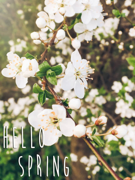 istock hello spring text sign on beautiful blooming blossoms in sunset light in evening park. tender cherry flowers on branches in springtime in sun rays 1210944711
