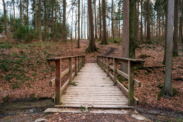 istock Small shallow river flowing through a forest brown tones early spring before blooming 1210944763
