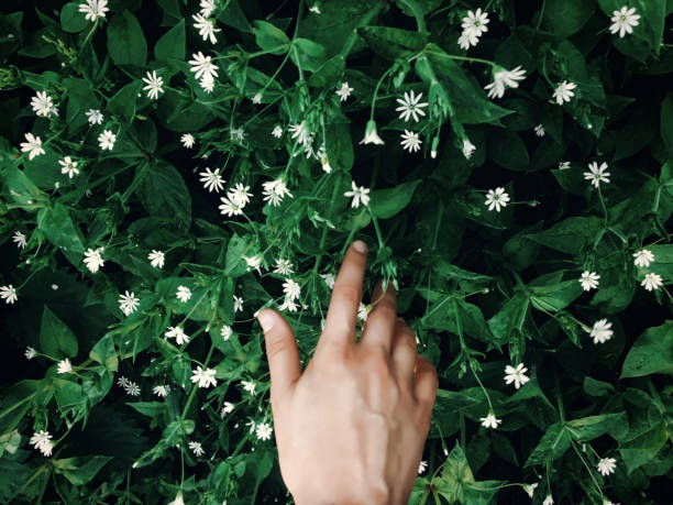 istock hand touching green grass with white flowers in spring park, environmental concept. earth day. save environment. eco 1210945997