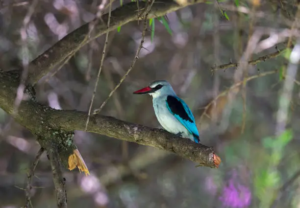 Photo of Woodland Kingfisher, Halcyon senegalensis, Kenya, Africa