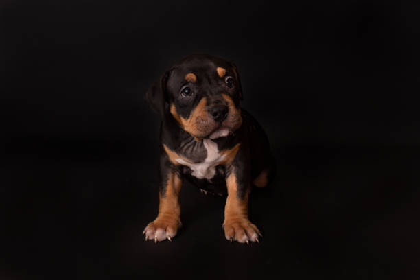 istock Puppy American Pit Bull Terrier sit on black background in studio 1210946332