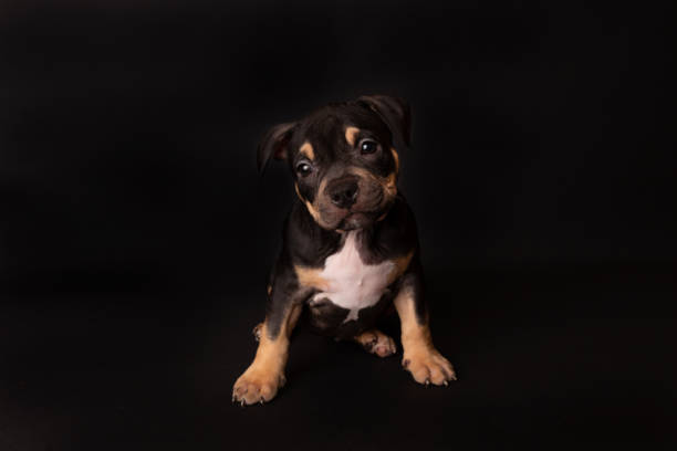 istock Puppy American Pit Bull Terrier sit on black background in studio 1210946414
