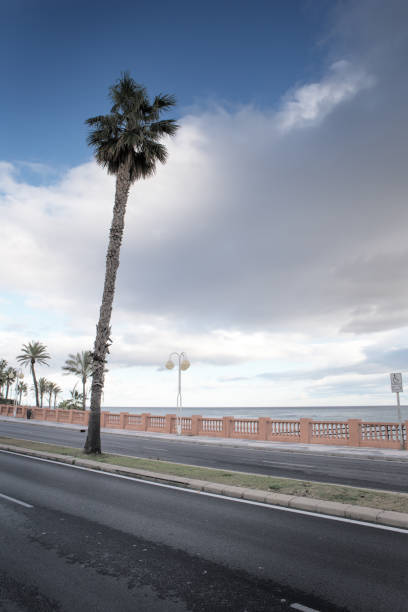 istock palm tree along the road in spain 1210946459